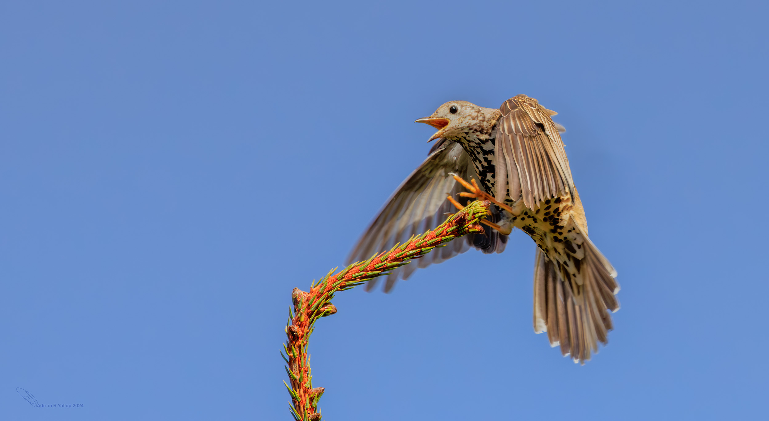 Turdus viscivorus mistle thrush display